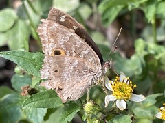 Junonia lemonias aenaria