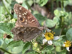 Junonia lemonias aenaria