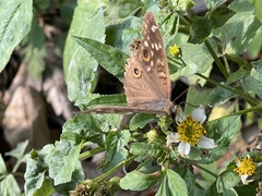 Junonia lemonias aenaria