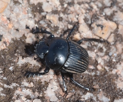 Scarabaeus laticollis