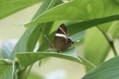 Abisara neophron