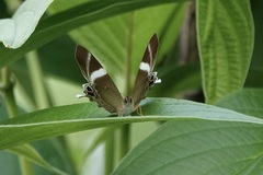 Abisara neophron