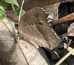 Junonia lemonias aenaria