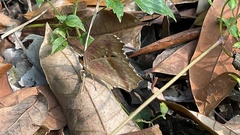 Junonia lemonias aenaria