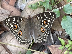 Junonia lemonias aenaria