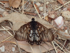 Acraea andromacha