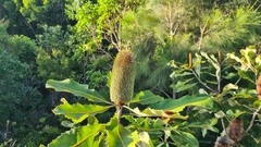 Banksia robur