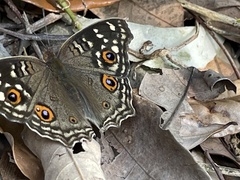 Junonia lemonias aenaria