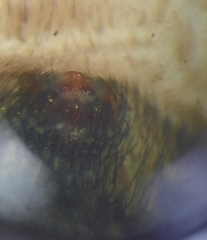 Pardosa