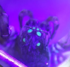 Pardosa