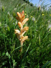 Orobanche teucrii