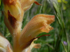 Orobanche teucrii