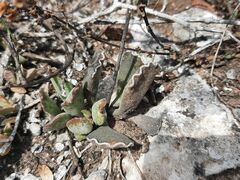 Adromischus cristatus
