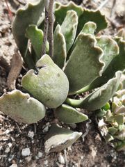 Adromischus cristatus