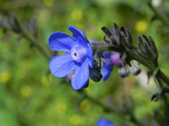 Cynoglottis barrelieri