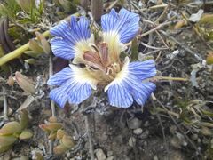 Blepharis procumbens