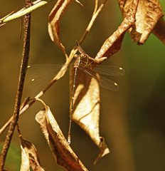Episynlestes albicaudus