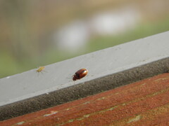 Contacyphon laevipennis