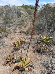 Bulbine latifolia