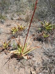 Bulbine latifolia