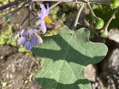 Solanum violaceum