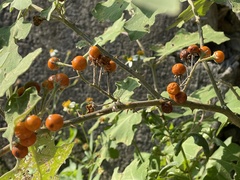 Solanum violaceum