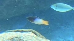Bodianus axillaris