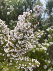 Erica scabriuscula
