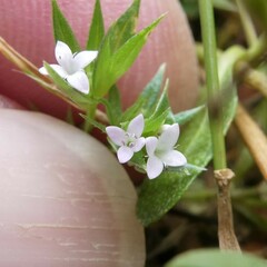 Sherardia arvensis