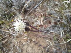 Curio radicans