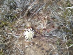 Curio radicans