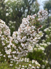 Erica scabriuscula