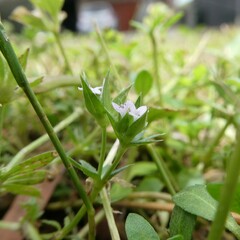Sherardia arvensis