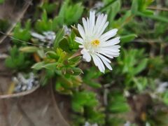 Delosperma litorale