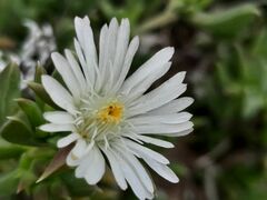 Delosperma litorale