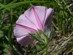 Convolvulus cantabrica