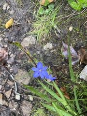 Aristea ecklonii