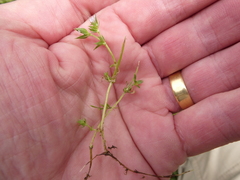 Sherardia arvensis