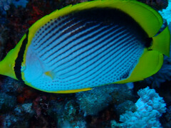 Chaetodon melannotus