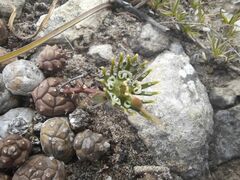 Euphorbia globosa