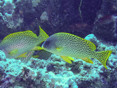Plectorhinchus gaterinus