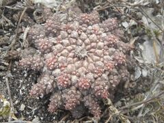 Euphorbia gorgonis