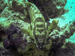 Epinephelus fasciatus