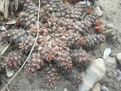 Euphorbia gorgonis