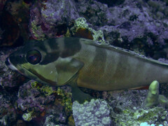 Epinephelus fasciatus