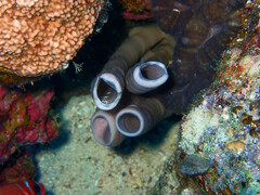 Callyspongia siphonella