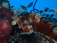 Pterois miles