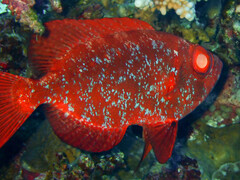 Priacanthus hamrur