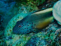 Paracirrhites forsteri