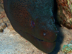 Gymnothorax javanicus